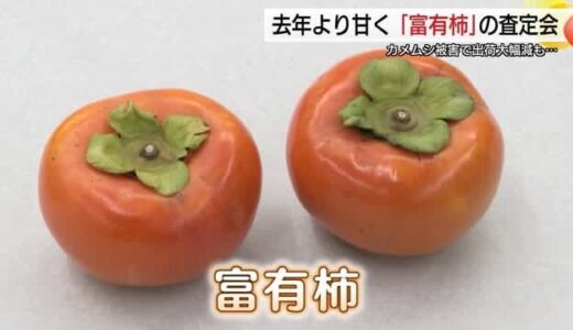 鳥取の秋の味覚「富有柿」甘い仕上がりも「カメムシ」被害で出荷大幅減の見込み（鳥取・北栄町）