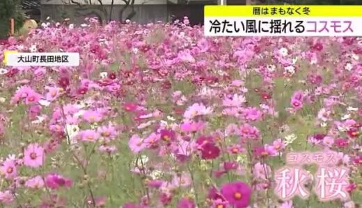大山のふもとの棚田で揺れるコスモス　７日は「立冬」風も冷たく（鳥取・大山町）