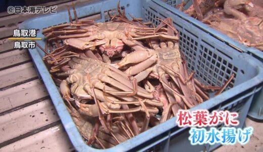 初競りの最高額は150万円　日本海の冬の味覚・ズワイガニの季節到来！　鳥取県鳥取市