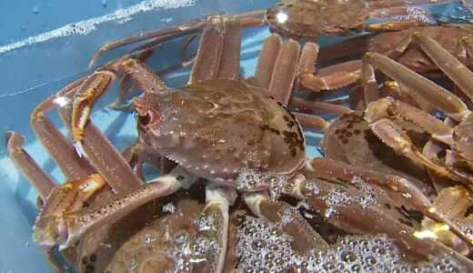 「松葉がに」の初競り行われる…最高値は1匹150万円　山陰の冬の味覚の王者　鳥取