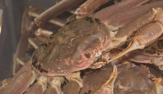 日本海の冬の味覚「松葉がに」初水揚げ…1匹150万円も「非常に甘いと評価をプロからもされている」