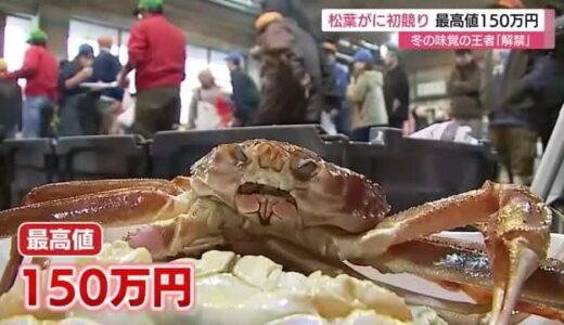 冬の味覚の王者「松葉がに」漁が解禁　水揚げ初日の最高値は１匹１５０万円のご祝儀価格で取引（鳥取市）