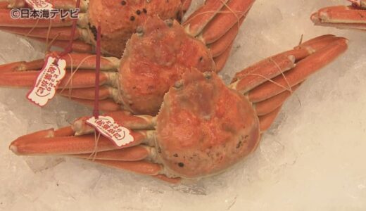 お買い得は11月中旬まで！？　日本海の冬の味覚・ズワイガニ　水揚げ初日はトップブランド「五輝星」の該当なしも初競りの最高値は150万円　鳥取県