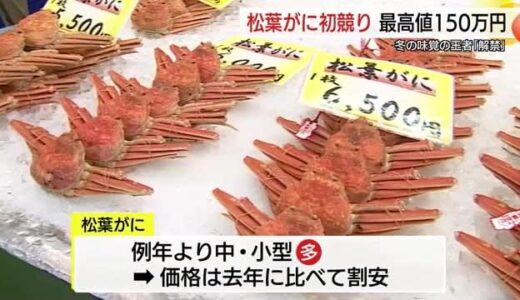 「昨年より割安で食べられる機会も増加…」冬の味覚の王者「松葉がに」解禁（鳥取市）