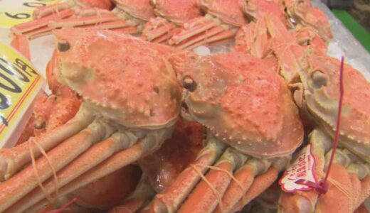 「例年11月20日を境に値段が急変」日本海の冬の味覚の王様「松葉がに」　気になる価格は？買い時はいつ？