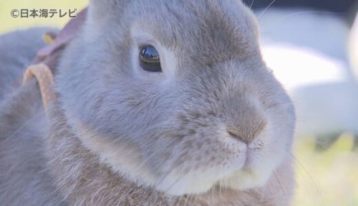 「かわいいので癒やされます」　
