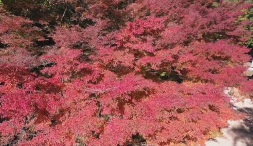 盛りになれば「紅蓮の炎のように」　紅葉の名所　清徳寺　見ごろは１７日ごろ
