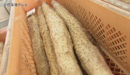 鳥取県のみで生産！　特産品「ねばりっこ」の初出荷式　通常の長芋よりも粘り気が強く、コクがあるのが特徴