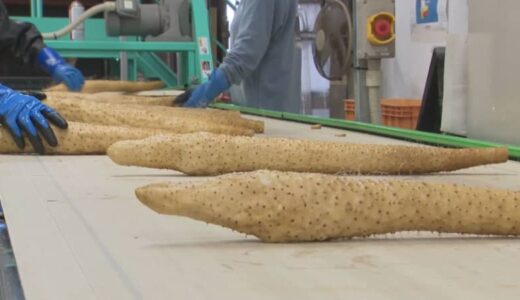 粘りが強くコクがあるのが特徴…鳥取県オリジナル品種「ねばりっこ」出荷