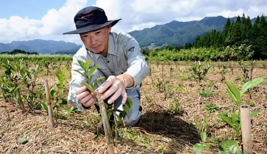 冬は寒い長野市の戸隠で紅茶栽培?　｢全く向かない土地｣で､48歳が市職員を辞めてまで挑戦する理由は