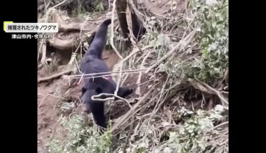 岡山県が「ツキノワグマ」の狩猟自粛要請　生態系のバランス保つ目的も…人的被害防止は最優先【岡山】