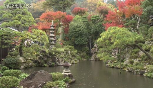 紅葉シーズンに限定づくし　国の重要文化財の石谷家住宅で秋の庭園の特別公開　普段は立入禁止の大イチョウも間近で眺めることが可能に　鳥取県智頭町