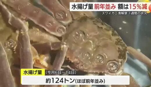 「ズワイガニ漁」解禁から１週間の水揚げ状況　量はほぼ前年並みも額は前年比-１５％（鳥取）