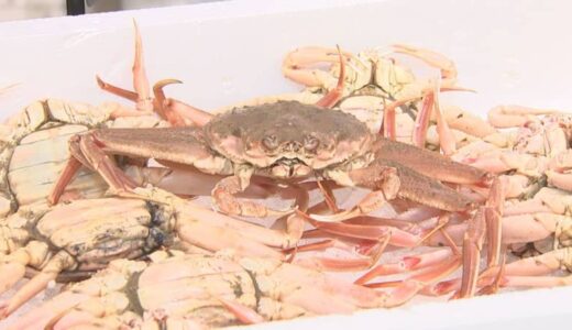北海道で大量発生「オオズワイガニ 」めぐり、国・鳥取県が異例の要請…メスを「親がに」として販売しないで　地元の特産ズワイガニのメス・親がに「値崩れ」にも懸念の声