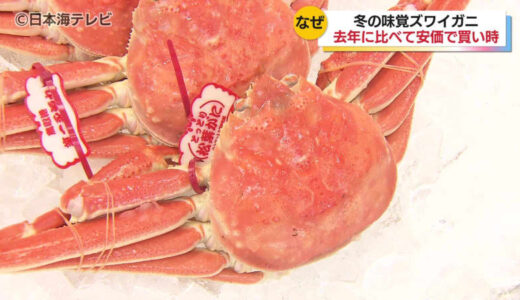 天候に恵まれ漁獲量も安定   冬の味覚ズワイガニの販売価格が去年に比べ2割程度安価    鳥取県