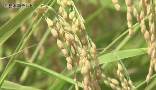 2024年産のコメの予想収穫量　山陰両県で平年並み　中国地方全体では前年並みの46万3000トン