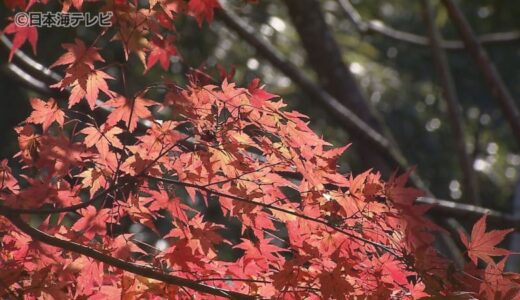 「赤いじゅうたんと、黄色いじゅうたんはこれから」　久しぶりの秋晴れ　深まる紅葉が見頃　鳥取県八頭町・清徳寺