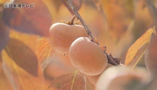 「日本一甘い柿」　柔らかくまろやかな食感で果汁が多い「こおげ花御所柿」が初出荷　今年のできは？　鳥取県八頭町