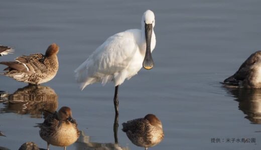 毎年２回必ず鳥取へやって来る渡り鳥…中国のヘラサギ「香川さん」今年もやってきた！　命名の理由は？