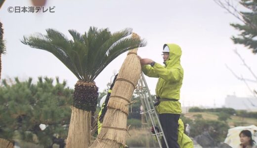 初冬を告げる風物詩・湊山公園でコモ巻き作業　本格的な冬の厳しい寒さ対策　樹齢360年のソテツ5株を守る　鳥取県米子市