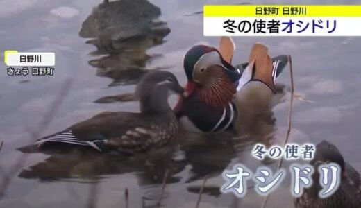 日野川のほとりで冬の使者「オシドリ」が羽を休める　観察小屋もオープン（鳥取・日野町）