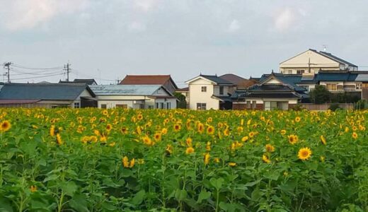 冬なのに…なぜかヒマワリが満開の場所を発見！寒さ吹き飛ぶ、ここだけ常夏の気分を味わえる～｜鳥取県琴浦町