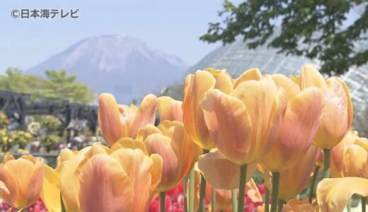 「喜びを花で表せたら」　チューリップの”山上げ作業”　開花を遅らせる独自の取り組みで長い期間花を楽しむ　鳥取県南部町
