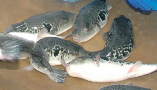 マフグ2匹を未処理のまま販売　猛毒のテトロドトキシン摂取すると命の危険　販売時、免許を持ったふぐ処理師が不在　米子市の鮮魚販売店