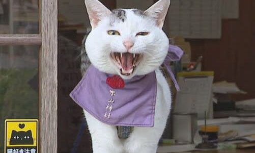 リアル招き猫「てんちゃん」がいる話題の神社。1200年以上前に創建された由緒ある木山神社｜岡山県真庭市