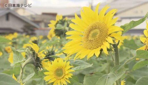 冬なのに見頃！？　夏の代表的な花「ヒマワリ」　英語では「サンフラワー」と呼ばれているが…実は冬でも咲く花だった！