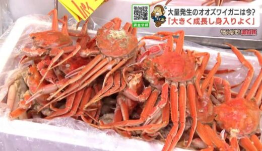 大量発生で“厄介者”だったオオズワイガニ、今は浜の「救世主」に…大きく成長し人気急上昇“カニ王国”鳥取県の料亭でも「皆さん飛びつく」