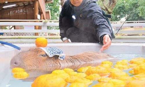 カピバラ、ゆず湯にほっこり　年に2度の特別入浴タイム「たまらなく癒やされる」　鳥取、大山トム・ソーヤ牧場、22日まで