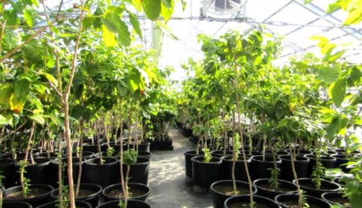 コーヒーノキ1万本が植わる鳥取県境港市の澤井珈琲の新拠点に脚光　県外から集客　クルーズ客船寄港しインバウンド需要も見込む