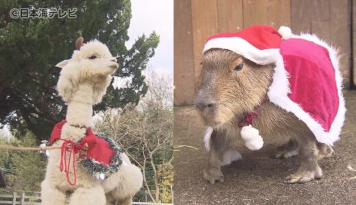 サンタクロース姿のかわいらしいアルパカやカピバラ　クリスマスの特別衣装で観光客を出迎える　鳥取県米子市