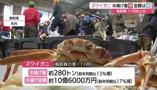 山陰の冬の味覚の王者・ズワイガニ　水揚げ量は増加も金額は減少（鳥取）