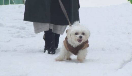 「道路の雪を食べてはダメ」冬の犬の散歩には注意を　”融雪剤”成分で嘔吐や下痢など中毒症状、肉球につくと皮膚炎の可能性も…獣医師が警鐘