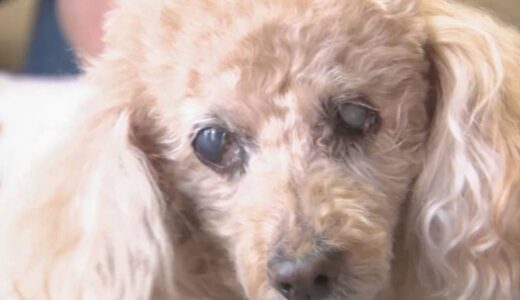 なぜ？増加する「犬の白内障」　いつまでも見える目でいるために飼い主にできることは？