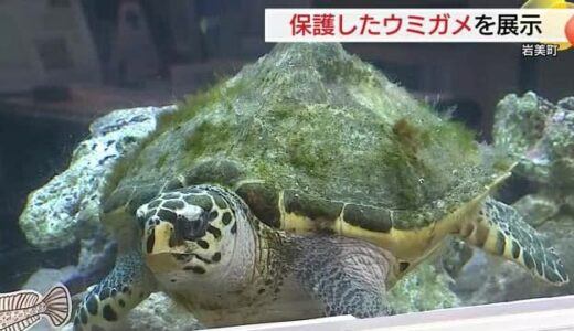 冬の日本海を漂流…鳥取市の海岸で保護したウミガメを展示「元気取り戻した姿を」（鳥取）