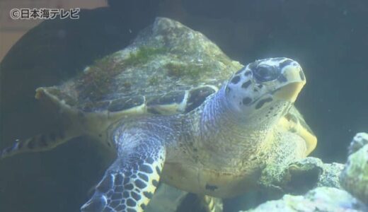 衰弱して保護されていた「ウミガメ」　韓国の水族館が放流したカメが漂着　今後は6月ごろをめどに海岸に放流予定　鳥取県