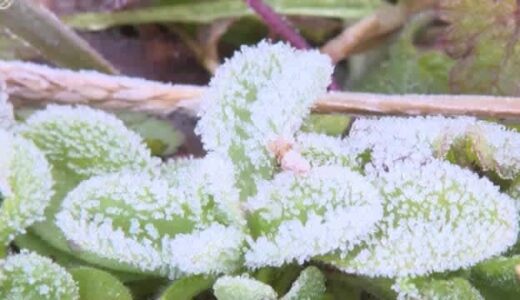 ３月並の穏やかな陽気続く…「三寒四温」で季節進み28日から強い寒気南下し真冬の寒さ戻る予想
