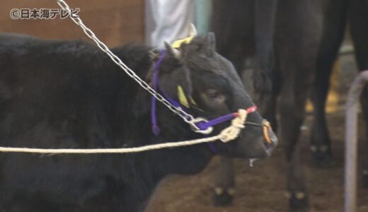 最高額は約220万円　エサ代などの高騰が続く中、鳥取県産和牛の初競り　昨年と比べ1頭当たりの平均価格は上昇　鳥取県
