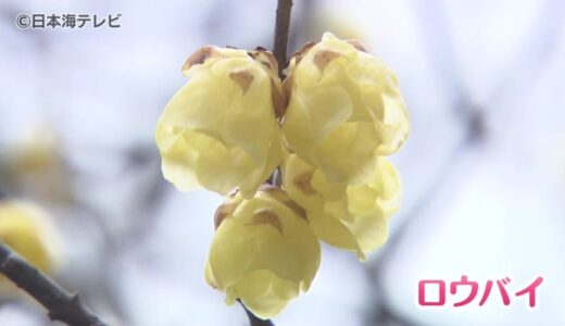 「春を待ちきれない」　透き通る黄色い“かれん”な花「ロウバイ」が見頃　鳥取県米子市