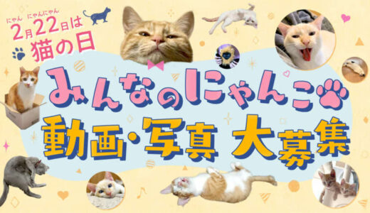 【猫の日企画】あなたの猫のオモシロ動画や写真を募集中！選ばれたらテレビデビュー！