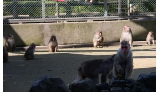 【速報】湊山公園のサル「脱走」周辺地区に注意呼びかけ…警察と市職員などが捜索も”逃走中”（鳥取）