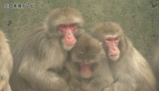 【続報】清掃中に脱走していた湊山公園のサルを捕獲　警察など20人体制で捜索　けが人や器物損壊などは確認されず　鳥取県米子市