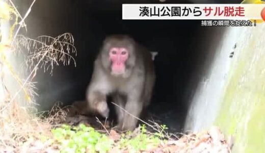 【詳報】約5時間の「逃走劇」…公園から逃げたサル「まさる」を大捜索の末に捕獲（鳥取）
