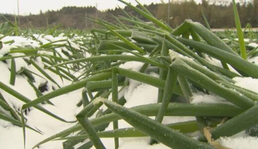 「壊滅に近い…」最強寒波で農家悲鳴　風雪で「特産・白ネギ」約15万本の葉が軒並み折れてしまう甚大被害【鳥取・大山町】