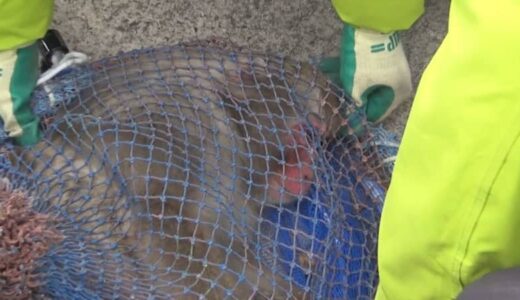 去年に続き再び…「猿が島」からサル脱走→道路沿いの側溝で発見→挟み撃ちで6歳オスザルを捕獲　飼育員が清掃作業中、死角をついて脱走…対策強化を検討【鳥取・米子市】