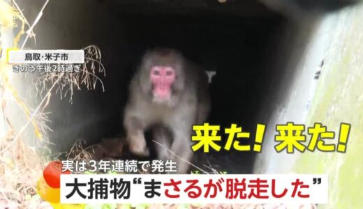 「猿が島で作業中にサルが脱走した」サル園からオスのまさる脱走…人為的ミスで3年連続　約5時間後に水路で無事捕獲も鳥取・米子市「早急に対策講じる」