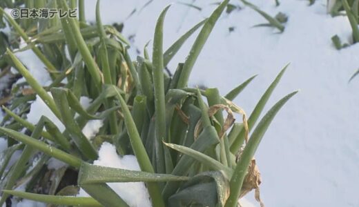 今季最強・最長の大寒波による影響は？　ネギ農家にも打撃　県は大雪被害に関する総括会議を実施　鳥取県